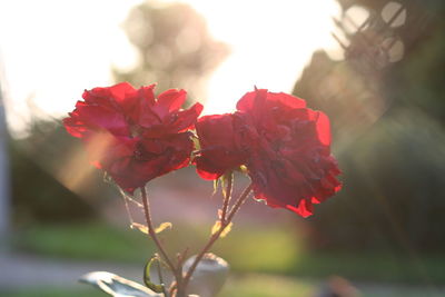 Close-up of red flower