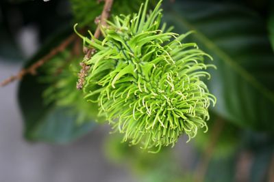 Close-up of fresh green plant