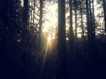 Sun shining through trees in forest