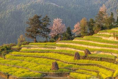 Scenic view of agricultural field