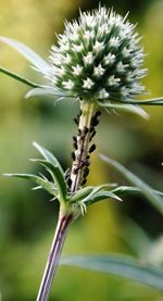 Close-up of dandelion