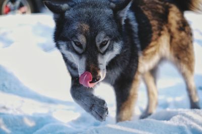 Close-up of dog in snow