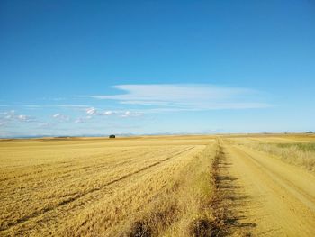 Scenic view of agricultural field against blue sky