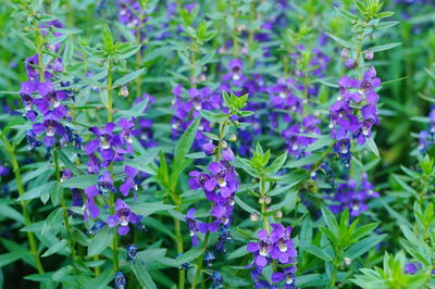 Close-up of purple flowering plants