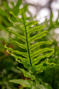 Close-up of green leaves