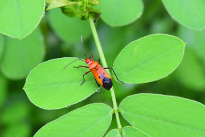 Close-up of insect on leaf