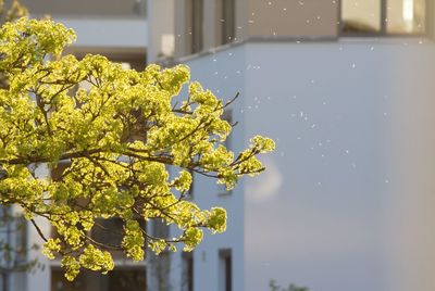 Plants growing against built structure