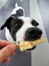 Close-up of hand holding dog