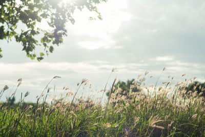 Grass growing on field against sky