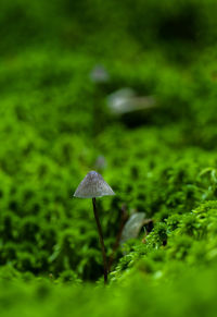 Close-up of mushroom growing on field