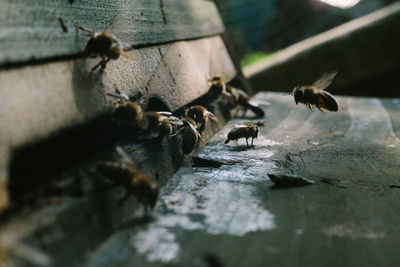 Close-up of bee on wood