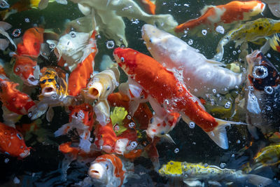 View of koi carps swimming in pond