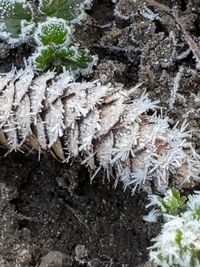 Close-up of frozen plant in winter