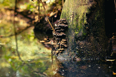Close-up of moss on tree trunk