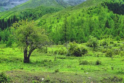 Scenic view of grassy field