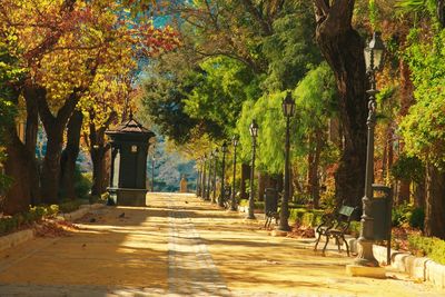 Trees in park during autumn