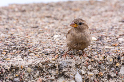 Close-up of bird perching on rock