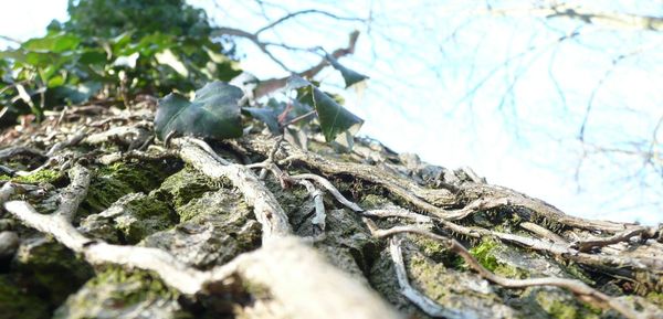 Low angle view of trees