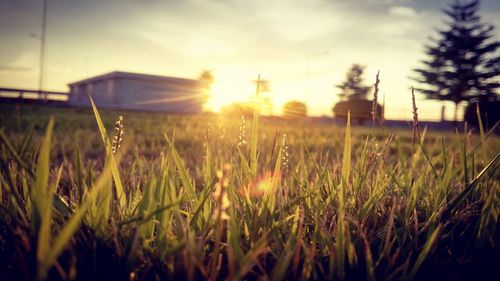 Close-up of plants growing on field at sunset