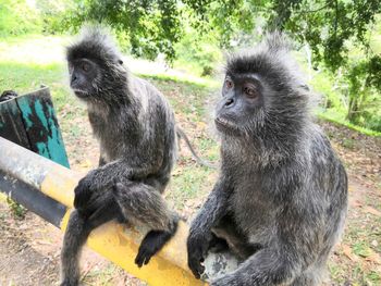 Monkeys sitting on tree