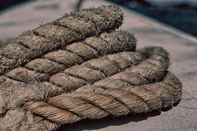 Close-up of pine cone