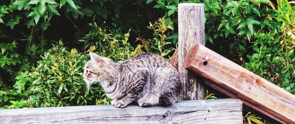 Cat sitting on wooden post