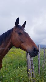 Close-up of a horse on field