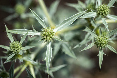 Close-up of  milk thistle