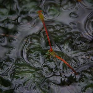 Full frame shot of rippled water in lake