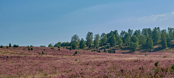 Trees on field against sky