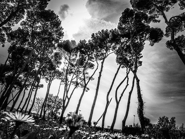 LOW ANGLE VIEW OF TREES AGAINST SKY