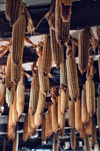 Low angle view of corns hanging from ceiling