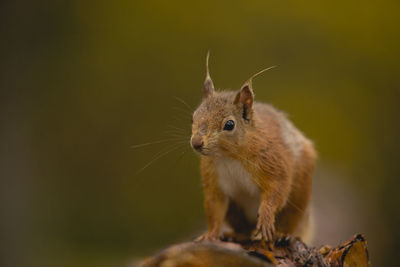 Close-up of squirrel