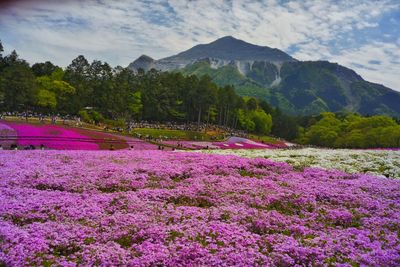 View of flowers in mountains against cloudy sky