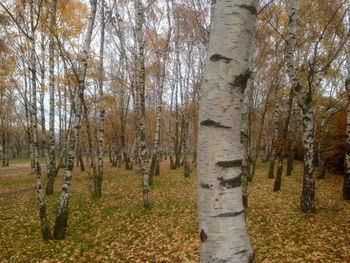 Trees in park