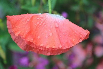 Close-up of water drops on red flower