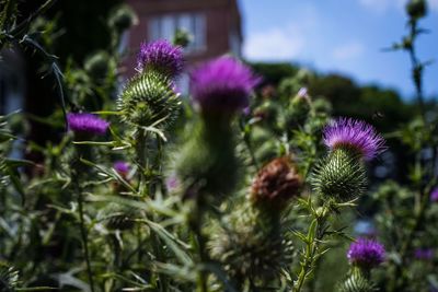 Close-up of thistle blooming outdoors