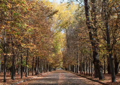 Road amidst trees in forest during autumn