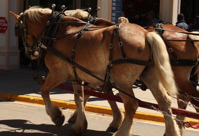 Horse cart on street in city