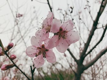 Close-up of pink cherry blossoms in spring