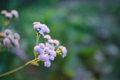 Close-up of purple flowering plant
