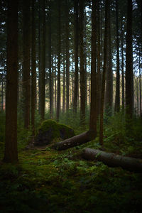 Trees in forest