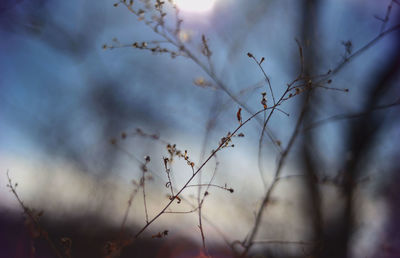 Close-up of plants against sky