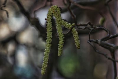 plant
