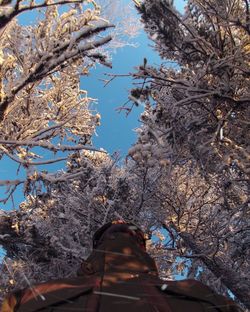 Low angle view of cherry tree against sky during winter