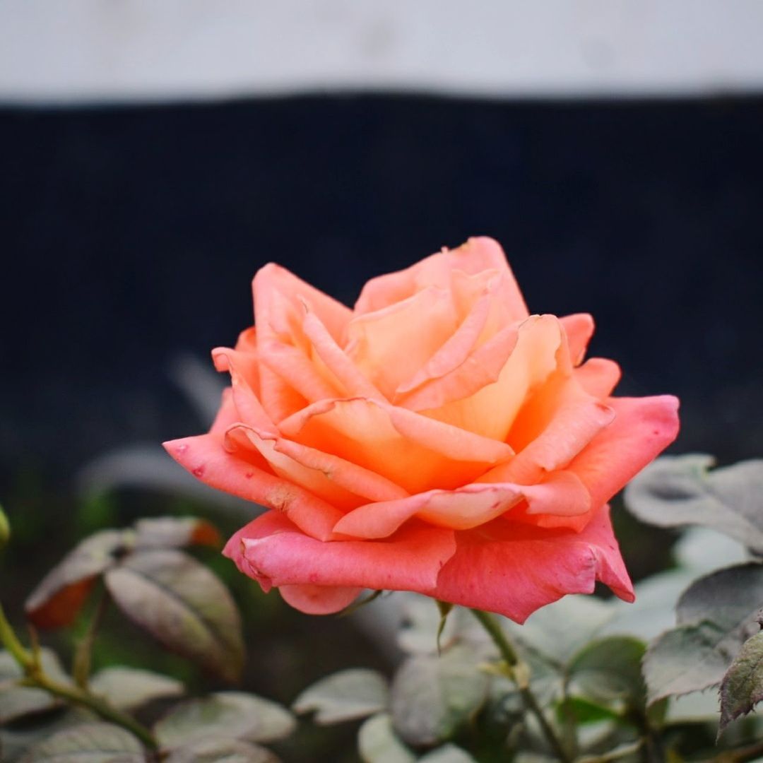 CLOSE-UP OF ROSE BLOOMING IN WATER