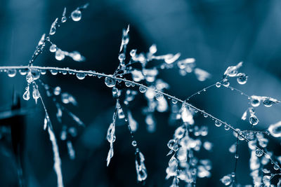 Close-up of water drops on leaf