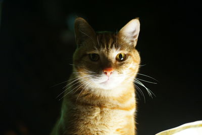 Close-up portrait of a cat