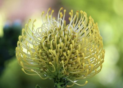 Close-up of flowering plant