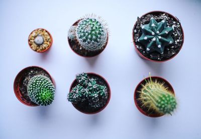 Close-up of plants